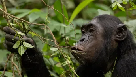 Apes Drinking an Amount Equal of an Alcoholic Beverage Each Day from Fermented Produce, Investigation Reveals